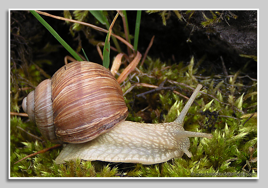 Weinbergschnecke im Moos