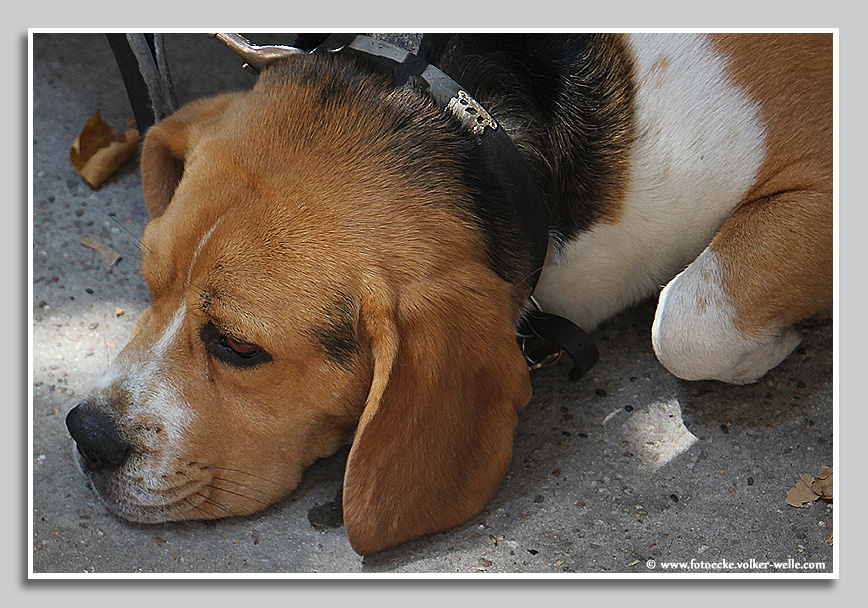 er wartet auf Herrchen
